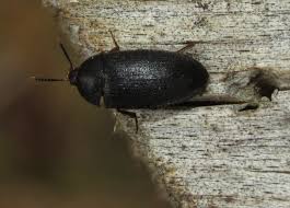 Attēlu rezultāti vaicājumam “Tetratomidae”