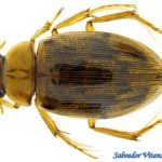 Attēlu rezultāti vaicājumam “Enochrus affinis”