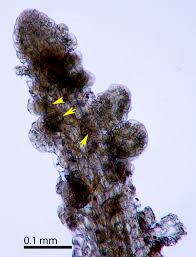 Attēlu rezultāti vaicājumam “Metzgeria violacea”