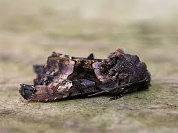 Attēlu rezultāti vaicājumam “Euplexia lucipara”