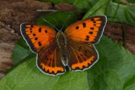 Attēlu rezultāti vaicājumam “Lycaena dispar”