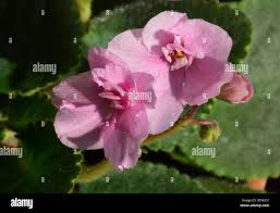 Attēlu rezultāti vaicājumam “Viola odorata bud”