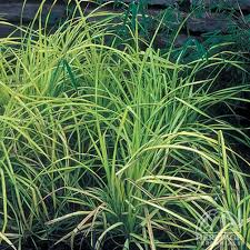 Attēlu rezultāti vaicājumam “Carex elata flower”