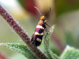 Attēlu rezultāti vaicājumam “Micropterix aureatella”