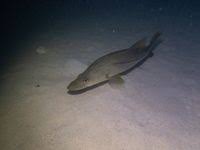 Image result for Centropomus undecimalis