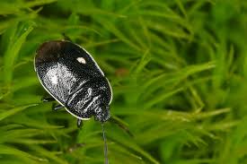 Attēlu rezultāti vaicājumam “Adomerus biguttatus”