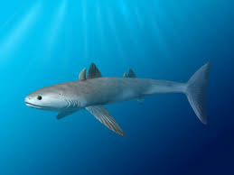 Image result for Dalatias licha