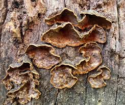 Attēlu rezultāti vaicājumam “Hymenochaete rubiginosa”