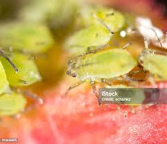 Attēlu rezultāti vaicājumam “Rhopalosiphum oxyacanthae”