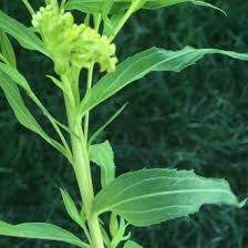 Attēlu rezultāti vaicājumam “Solidago canadensis leaf”