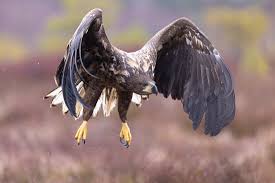 Image result for Haliaeetus albicilla
