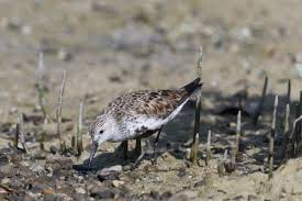 Attēlu rezultāti vaicājumam “Calidris alpina adult”