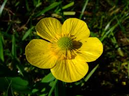 Attēlu rezultāti vaicājumam “Ranunculus lingua flower”