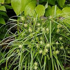 Attēlu rezultāti vaicājumam “Carex globularis flower”