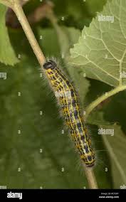 Attēlu rezultāti vaicājumam “Phalera bucephala larva”