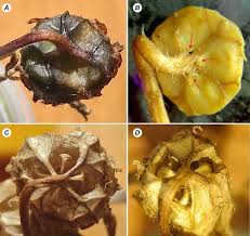 Attēlu rezultāti vaicājumam “Campanula latifolia fruit”