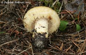 Attēlu rezultāti vaicājumam “Lactarius repraesentaneus”