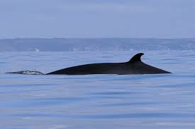 Image result for Ilfracombe Orcas Octopush Club