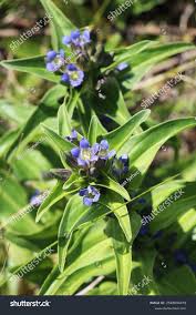 Attēlu rezultāti vaicājumam “Gentiana cruciata flower”