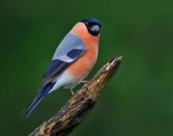 Attēlu rezultāti vaicājumam “Pyrrhula pyrrhula male”