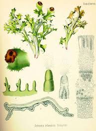 Attēlu rezultāti vaicājumam “Cetraria islandica”