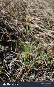 Attēlu rezultāti vaicājumam “Carex caryophyllea flower”