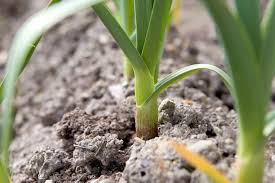 Attēlu rezultāti vaicājumam “Allium sativum”