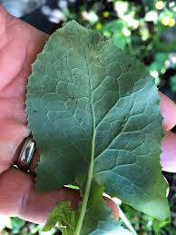 Attēlu rezultāti vaicājumam “Sonchus oleraceus leaf”