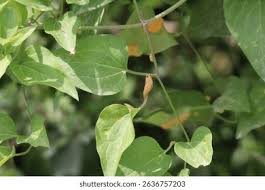 Attēlu rezultāti vaicājumam “Puccinia agrostidis”