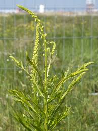 Image result for Reseda luteola