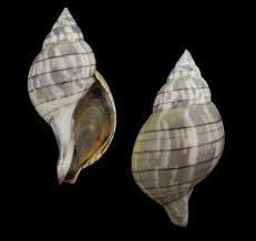 Image result for Cinctura hunteria