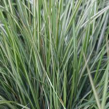 Attēlu rezultāti vaicājumam “Calamagrostis canescens leaf”