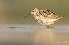 Image result for Calidris himantopus