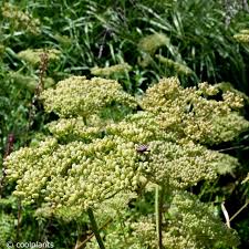Attēlu rezultāti vaicājumam “Cenolophium denudatum”