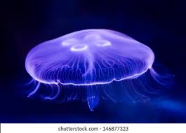 Attēlu rezultāti vaicājumam “Aurelia aurita”