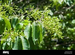 Attēlu rezultāti vaicājumam “Syringa reticulata subsp. amurensis flower”