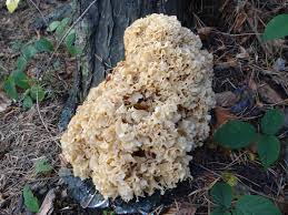 Attēlu rezultāti vaicājumam “Sparassis crispa”