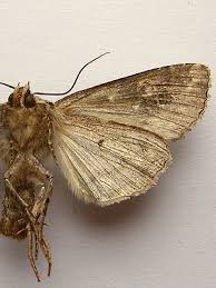 Attēlu rezultāti vaicājumam “Apamea remissa”