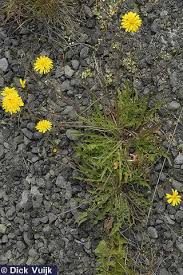 Attēlu rezultāti vaicājumam “Leontodon autumnalis”