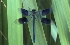 Attēlu rezultāti vaicājumam “Calopteryx splendens”