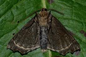 Attēlu rezultāti vaicājumam “Odontopera bidentata”