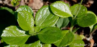 Attēlu rezultāti vaicājumam “Linnaea borealis leaf”