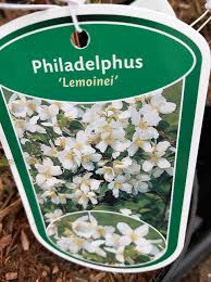 Attēlu rezultāti vaicājumam “Philadelphus lemoinei”