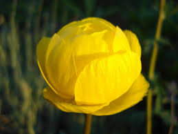 Attēlu rezultāti vaicājumam “Trollius europaeus flower”