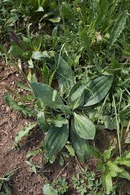 Attēlu rezultāti vaicājumam “Plantago media leaf”