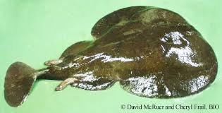 Image result for Tetronarce nobiliana