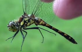 Attēlu rezultāti vaicājumam “Sympetrum danae”