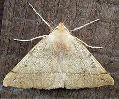 Attēlu rezultāti vaicājumam “Colotois pennaria”