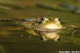 Attēlu rezultāti vaicājumam “Pelophylax juvenile”