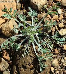 Attēlu rezultāti vaicājumam “Eschscholzia californica leaf”